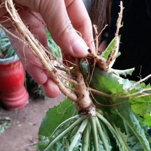 Bitter herbs